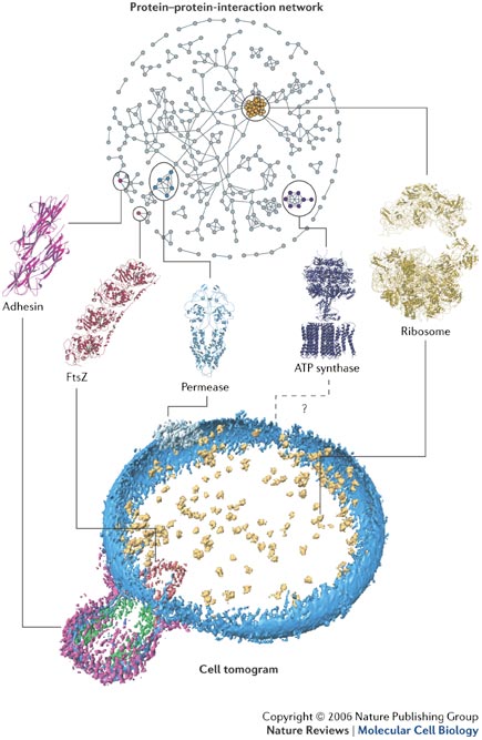 mycoplasma structure